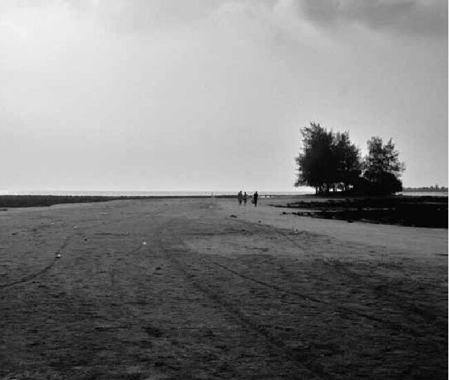 Open coastal land with trees in the distance
