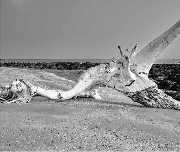 Driftwood on a coastal beach